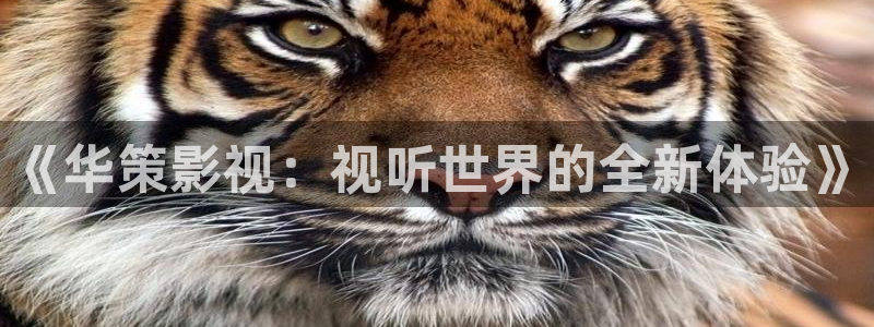樱花视频,