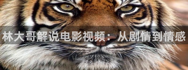 免费看的樱花视频：林大哥解说电影视频：从剧情到情感